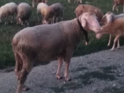 NA PRODAJU STADO UMATICENIH OVACA VIRTEMBERG