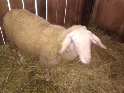 NA PRODAJU STADO UMATICENIH OVACA VIRTEMBERG