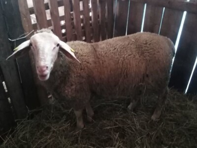 NA PRODAJU STADO UMATICENIH OVACA VIRTEMBERG