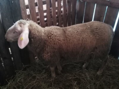 NA PRODAJU STADO UMATICENIH OVACA VIRTEMBERG