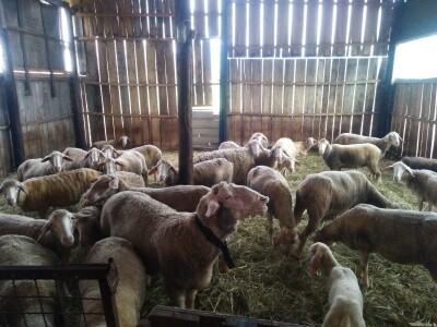 NA PRODAJU STADO UMATICENIH OVACA VIRTEMBERG