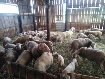 NA PRODAJU STADO UMATICENIH OVACA VIRTEMBERG