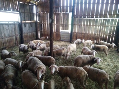 NA PRODAJU STADO UMATICENIH OVACA VIRTEMBERG