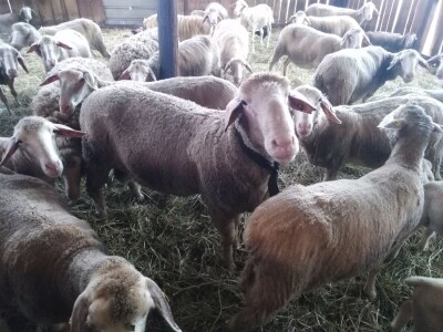 NA PRODAJU STADO UMATICENIH OVACA VIRTEMBERG