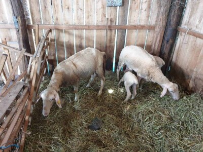 NA PRODAJU STADO UMATICENIH OVACA VIRTEMBERG