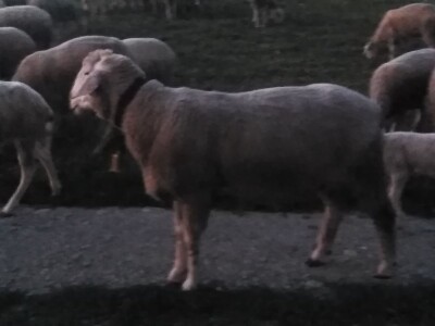 NA PRODAJU STADO UMATICENIH OVACA VIRTEMBERG