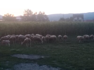 NA PRODAJU STADO UMATICENIH OVACA VIRTEMBERG