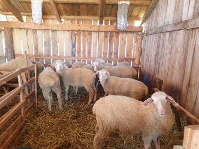 NA PRODAJU STADO UMATICENIH OVACA VIRTEMBERG