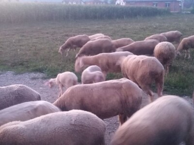 NA PRODAJU STADO UMATICENIH OVACA VIRTEMBERG