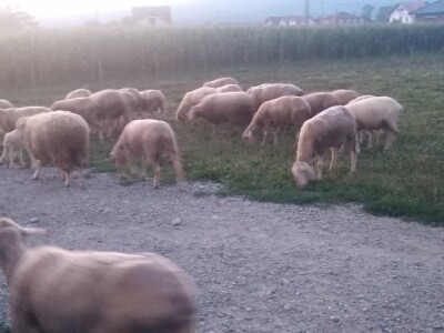 NA PRODAJU STADO UMATICENIH OVACA VIRTEMBERG