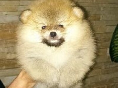 Na prodaju stenad pomeranca ostenjeni 7.04.2022.