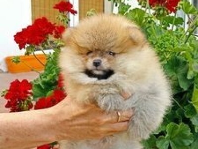 Na prodaju stenad pomeranca ostenjeni 7.04.2022.