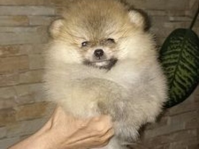 Na prodaju stenad pomeranca ostenjeni 7.04.2022.