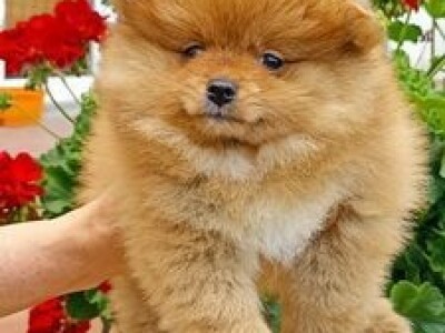 Na prodaju stenad pomeranca ostenjeni 7.04.2022.