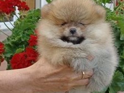 Na prodaju stenad pomeranca ostenjeni 7.04.2022.