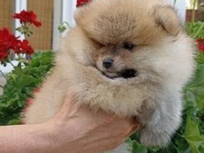 Na prodaju stenad pomeranca ostenjeni 7.04.2022.