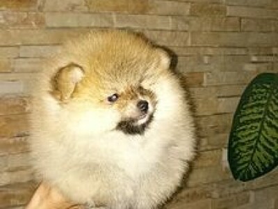 Na prodaju stenad pomeranca ostenjeni 7.04.2022.