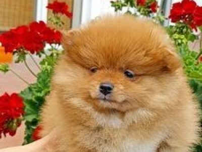 Na prodaju stenad pomeranca ostenjeni 7.04.2022.