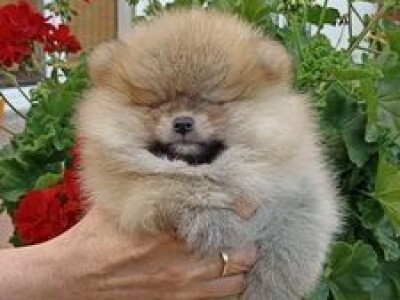 Na prodaju stenad pomeranca ostenjeni 7.04.2022.