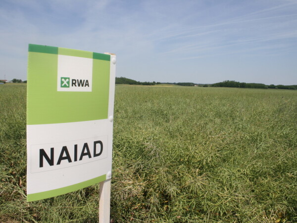 NAIAD - RWA hibrid uljane repice za sušna područja