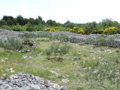 Najam maslinika - Modrave (nekadašnja Libvrnia)