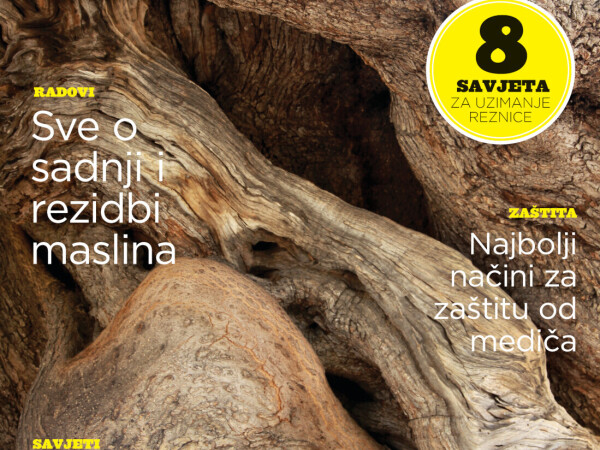 Najbolji maslinarski časopis na svim kisocima!