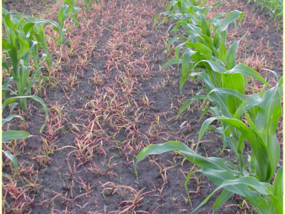 NICO 4 SC (Nikosulfuron 40 g/L)