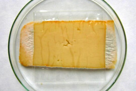 Zaštita i njega sira - natamicin