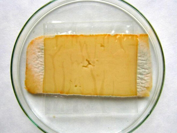 Zaštita i njega sira - natamicin