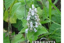 MAČJA METVICA Nepeta cataria