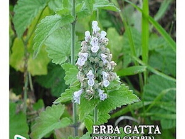 MAČJA METVICA Nepeta cataria