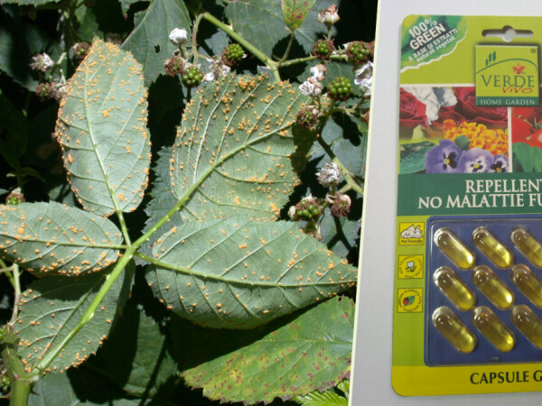 Stop štetnim gljivicama – gel u kapsulama