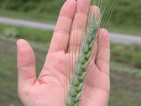 OBIWAN - RWA sorta ozime pšenice