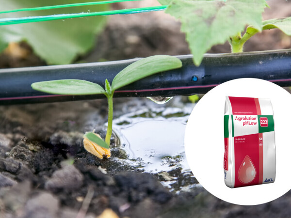 Iskoristite prednosti zakiseljavajućeg učinka Agrolution vodotopivih gnojiva!