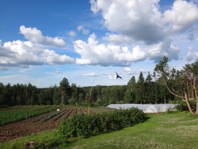 Scarybird - Čuvar vaših usjeva i plodova traži distributere za Hrvatsku!