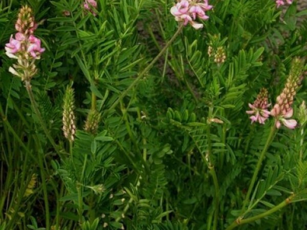 Esparzeta (u ljusci) ENSE