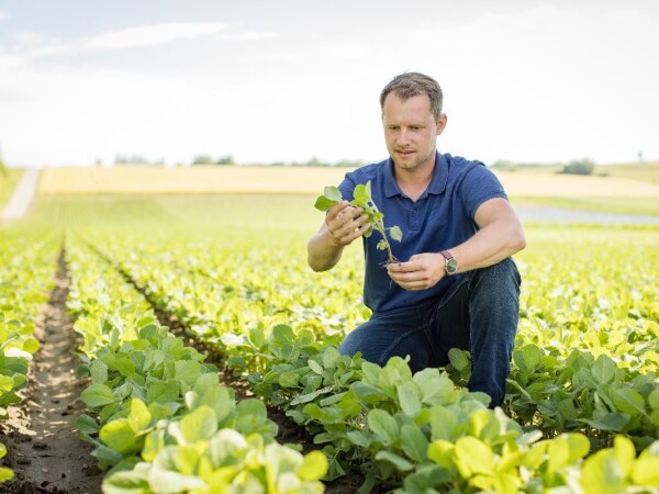 ORAKEL - RWA sorta soje