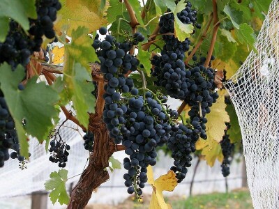 ORGANSKO GNOJIVO BOGATIN