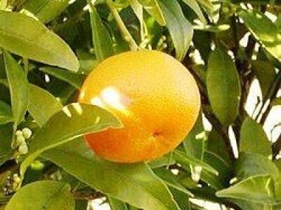 ORGANSKO GNOJIVO BOGATIN