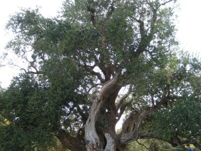 ORGANSKO GNOJIVO BOGATIN