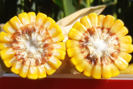 Orinoco - RWA hibrid kukuruza