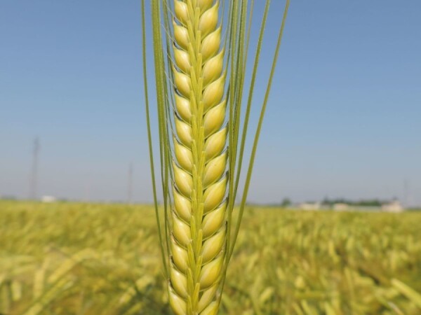 OS Lukas - Sorta pivarskog ječma