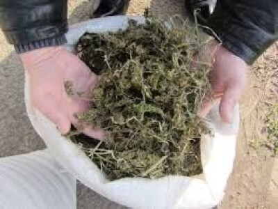 Otkup industrijske konoplje - Dives Natura doo