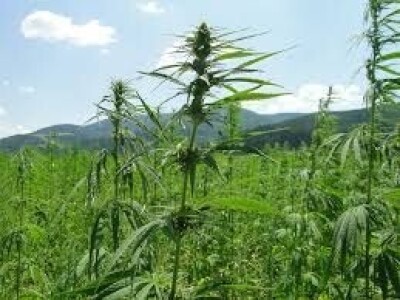 Otkup industrijske konoplje - Dives Natura doo