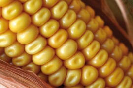 Otkup kukuruza roda 2019