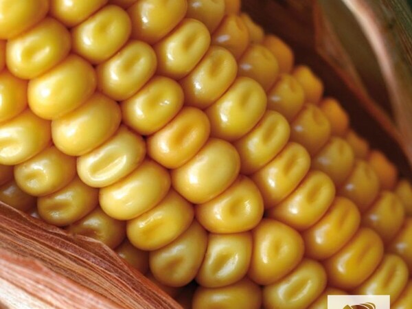 Otkup kukuruza roda 2019