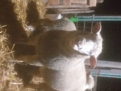 Ovan rase il de france na prodaju