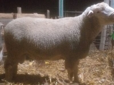 Ovan rase il de france na prodaju