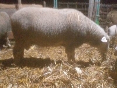 Ovan rase il de france na prodaju