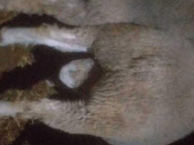 Ovan rase il de france na prodaju